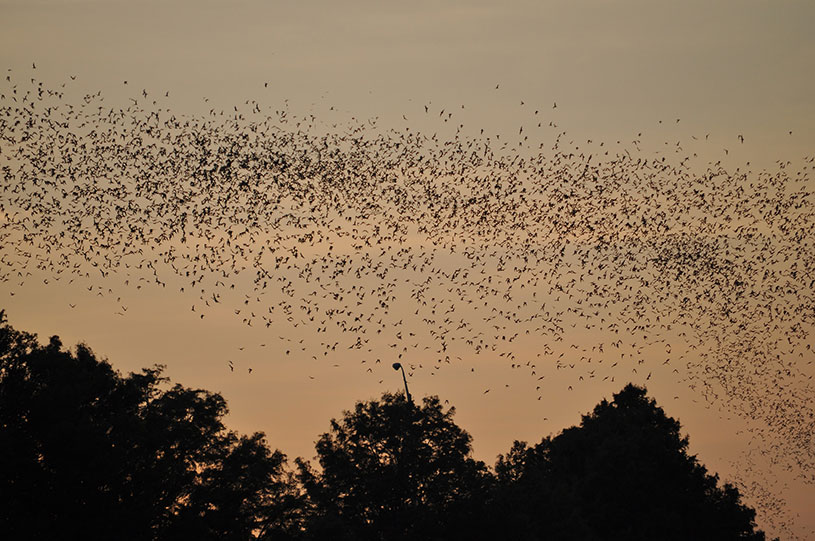 Bat Watching